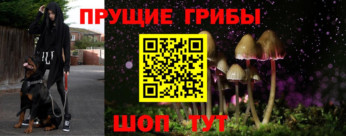 Галлюциногенные грибы Psilocybe  где купить наркоту  Муравленко 